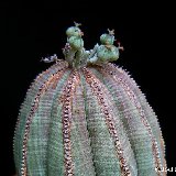Euphorbia obesa P1220168.JPG